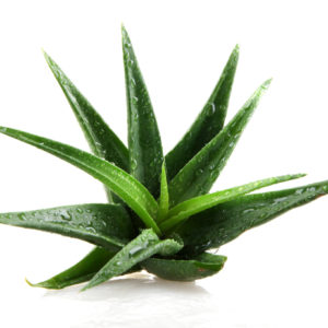 Aloe-Vera