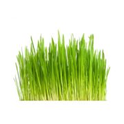 timothy-meadow-seed